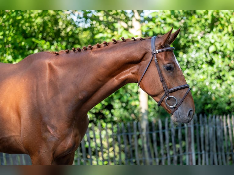 Zangersheide Ruin 4 Jaar 175 cm Vos in GROTE-BROGEL