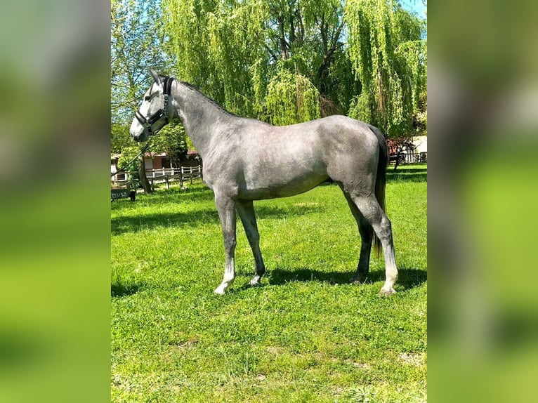 Zangersheide Ruin 4 Jaar 175 cm Zwartschimmel in Tabajd