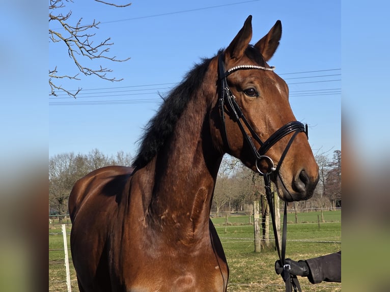 Zangersheide Ruin 4 Jaar 176 cm Bruin in Wachtendonk