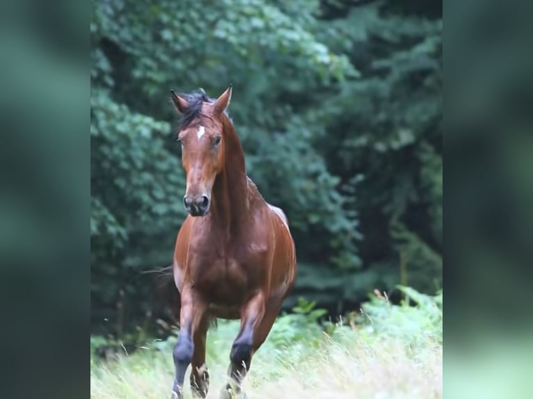 Zangersheide Ruin 4 Jaar 179 cm Bruin in Alberschwende