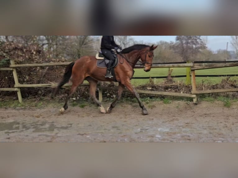 Zangersheide Ruin 4 Jaar 180 cm Bruin in Wachtendonk