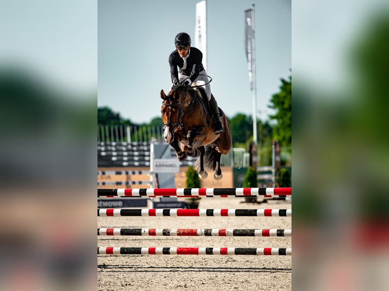Zangersheide Ruin 5 Jaar 159 cm Roodbruin in Wisznia Ma&#x142;a