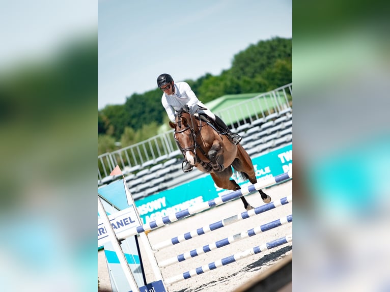 Zangersheide Ruin 5 Jaar 159 cm Roodbruin in Wisznia Ma&#x142;a