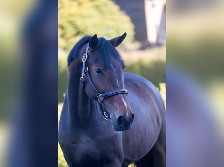 Zangersheide Ruin 5 Jaar 160 cm Bruin in El Bañet