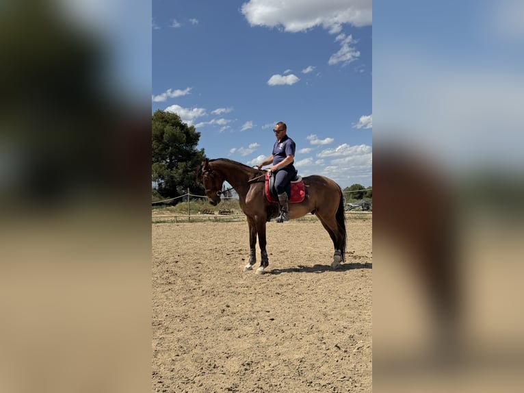 Zangersheide Ruin 5 Jaar 160 cm Bruin in Montebello