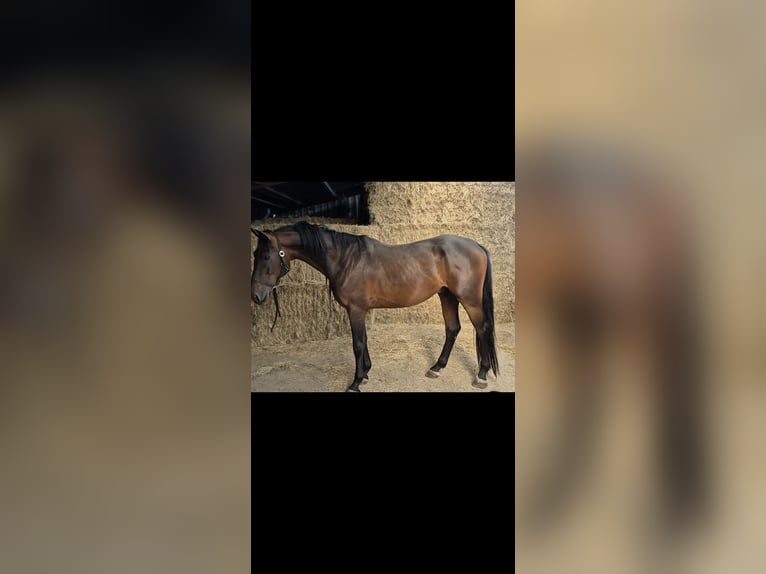 Zangersheide Ruin 5 Jaar 161 cm  in Oudsbergen