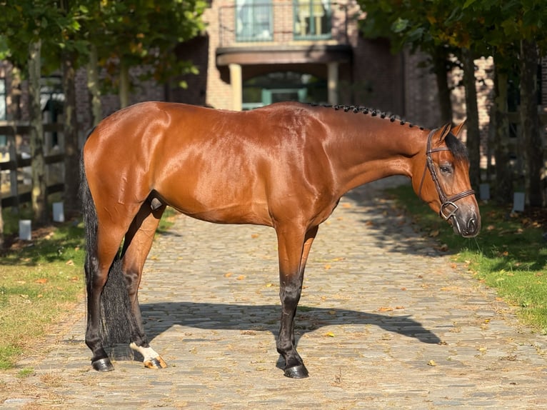 Zangersheide Ruin 5 Jaar 162 cm Roodbruin in Schoonoord