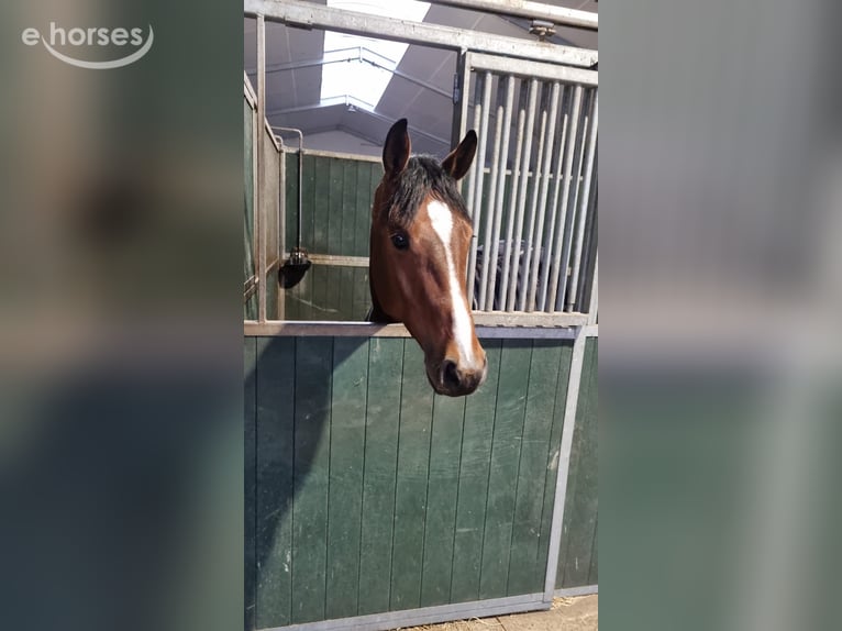 Zangersheide Ruin 5 Jaar 163 cm Bruin in Ballmoos