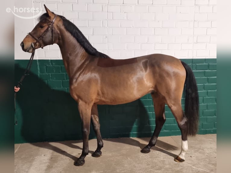 Zangersheide Ruin 5 Jaar 163 cm Bruin in Ballmoos