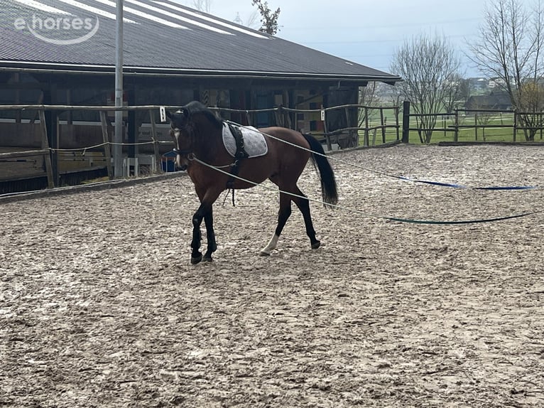 Zangersheide Ruin 5 Jaar 163 cm Bruin in Ballmoos