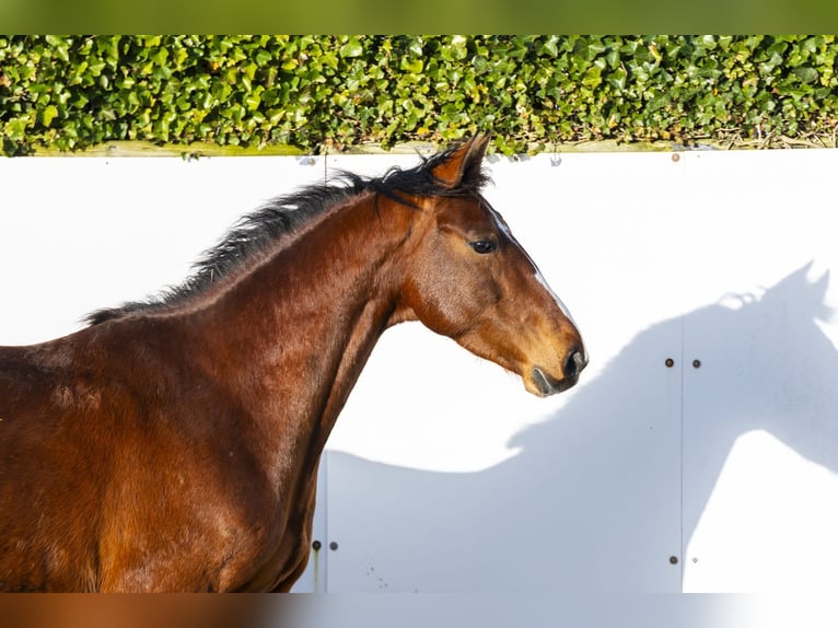 Zangersheide Ruin 5 Jaar 163 cm Bruin in Waddinxveen