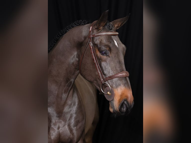 Zangersheide Ruin 5 Jaar 163 cm Donkerbruin in Bladel