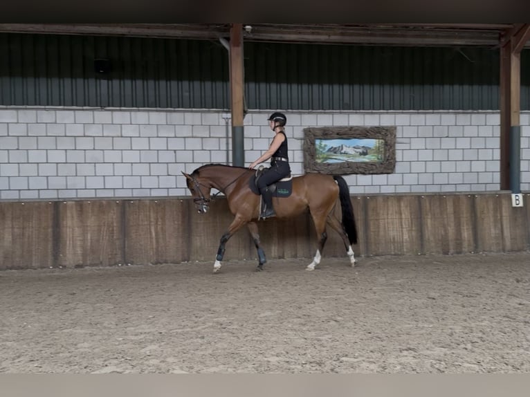 Zangersheide Ruin 5 Jaar 165 cm Bruin in Oud Gastel