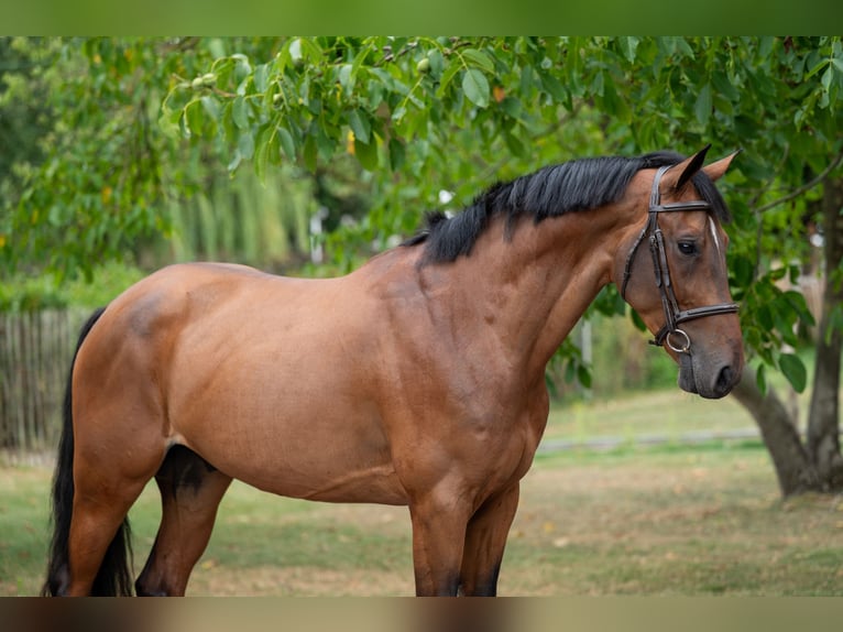 Zangersheide Ruin 5 Jaar 165 cm Bruin in GROTE-BROGEL