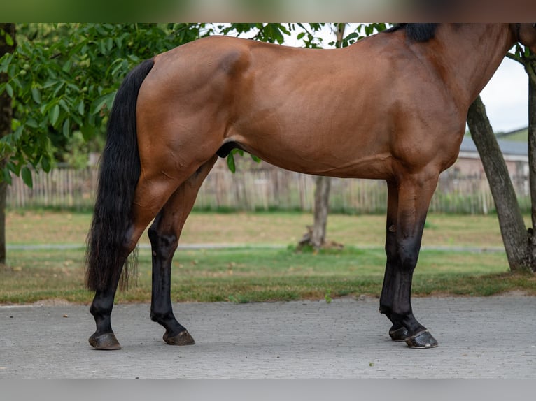 Zangersheide Ruin 5 Jaar 165 cm Bruin in GROTE-BROGEL