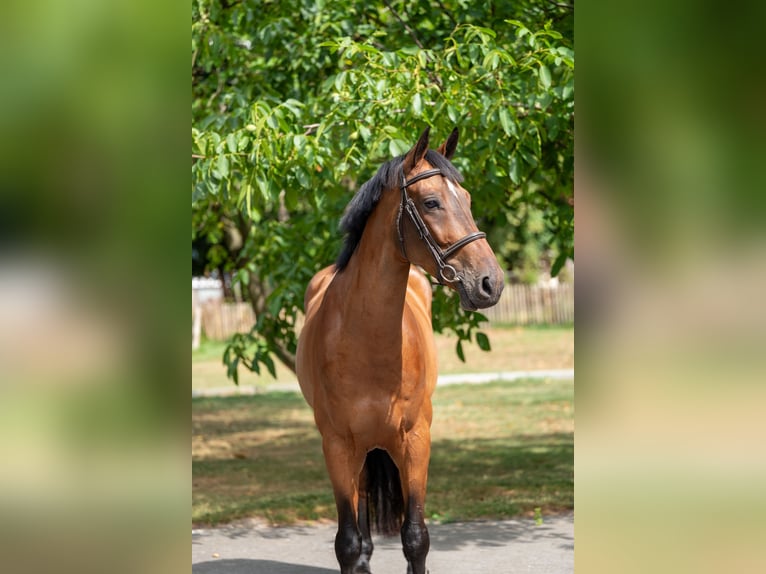 Zangersheide Ruin 5 Jaar 165 cm Bruin in GROTE-BROGEL
