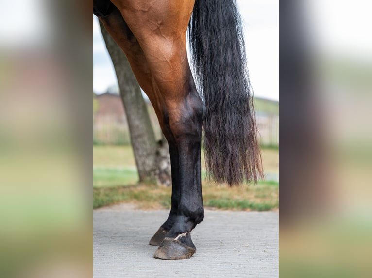 Zangersheide Ruin 5 Jaar 165 cm Bruin in GROTE-BROGEL
