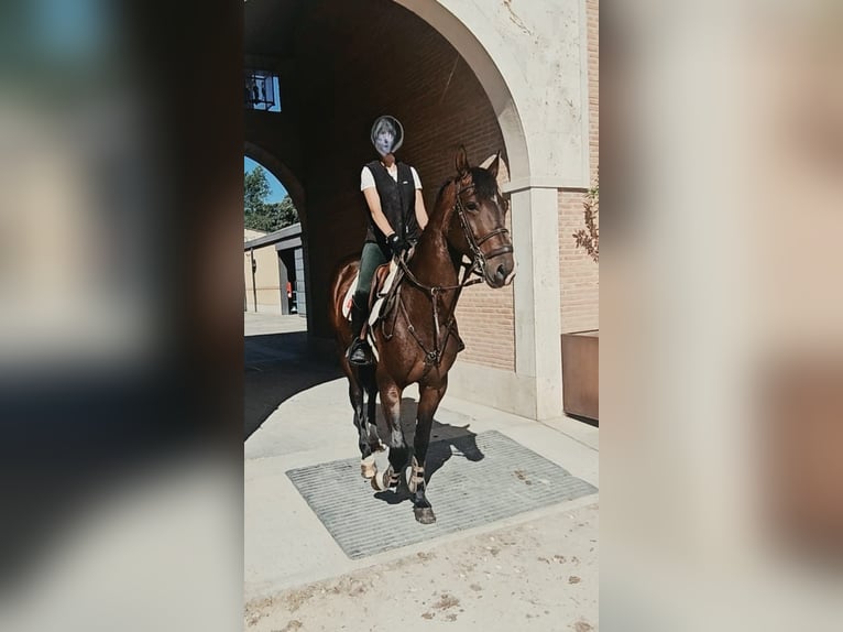 Zangersheide Ruin 5 Jaar 165 cm Donkerbruin in Madrid