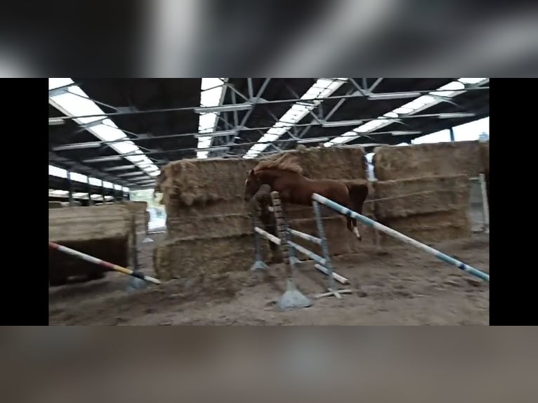 Zangersheide Ruin 5 Jaar 165 cm in Neerglabbeek