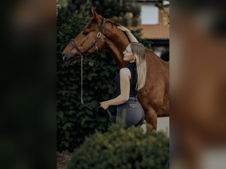 Zangersheide Ruin 5 Jaar 165 cm Vos in Seckach
