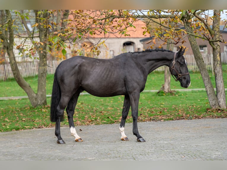 Zangersheide Ruin 5 Jaar 165 cm Zwart in Grote Brogel