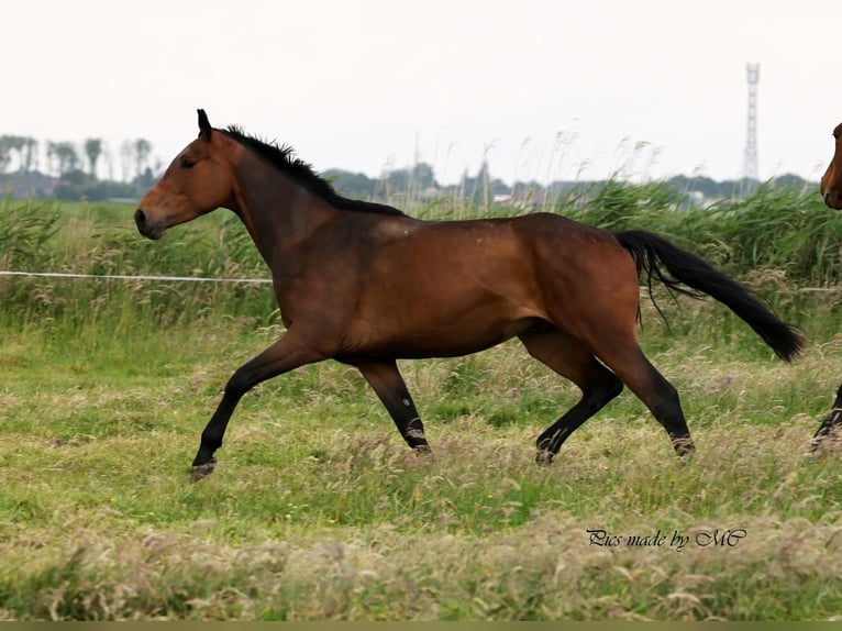 Zangersheide Ruin 5 Jaar 166 cm Bruin in Meppen