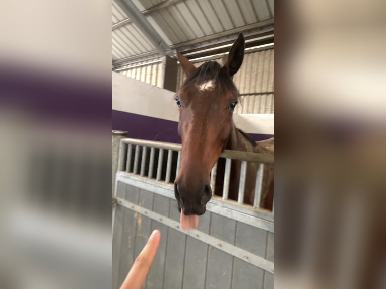 Zangersheide Ruin 5 Jaar 166 cm Bruin in Chaumes en brie