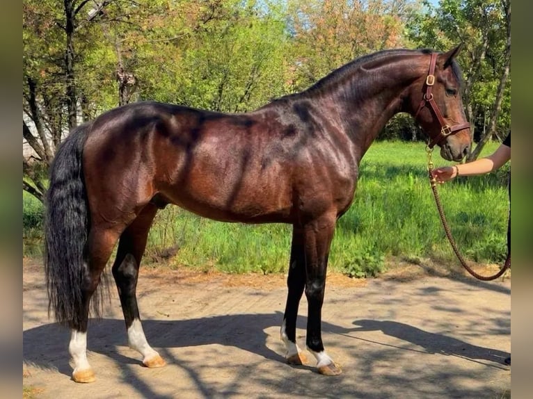Zangersheide Ruin 5 Jaar 167 cm Bruin in Budapest