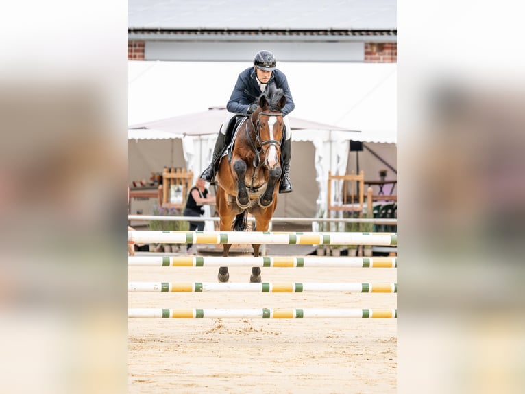 Zangersheide Ruin 5 Jaar 167 cm Donkerbruin in Coesfeld