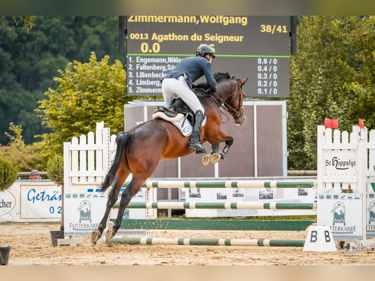 Zangersheide Ruin 5 Jaar 167 cm Donkerbruin in Rhede