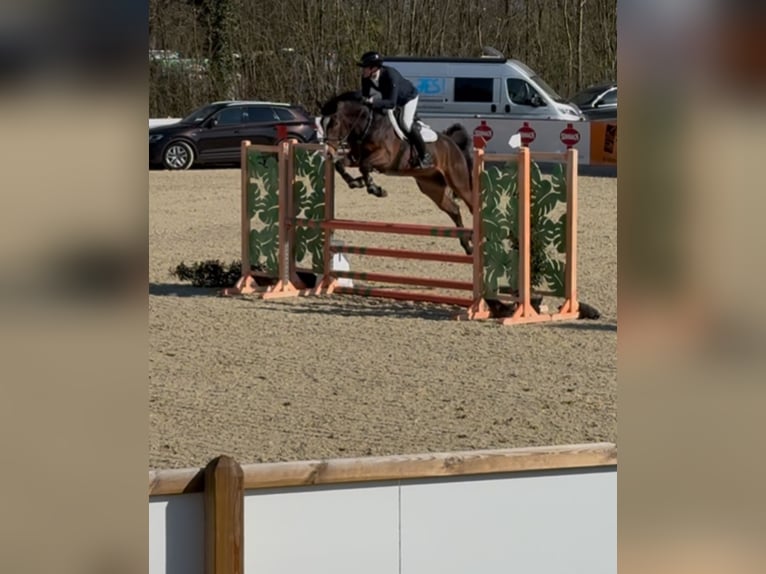 Zangersheide Ruin 5 Jaar 167 cm Donkerbruin in Rhede