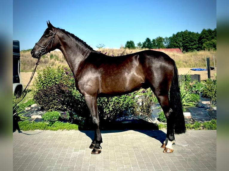 Zangersheide Ruin 5 Jaar 167 cm Zwartbruin in Brzyków