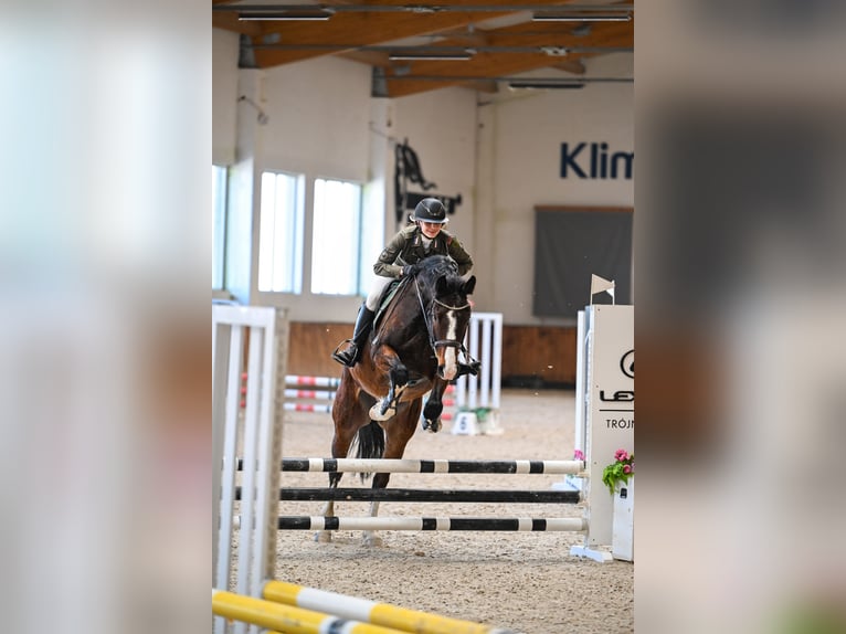 Zangersheide Ruin 5 Jaar 168 cm Bruin in Jarosławiec