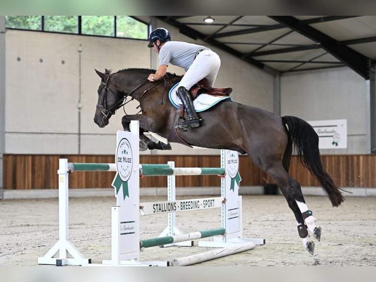 Zangersheide Ruin 5 Jaar 168 cm Roodbruin in Zelle