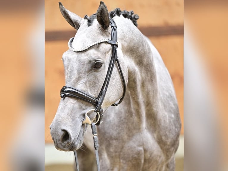 Zangersheide Ruin 5 Jaar 168 cm Schimmel in Polling
