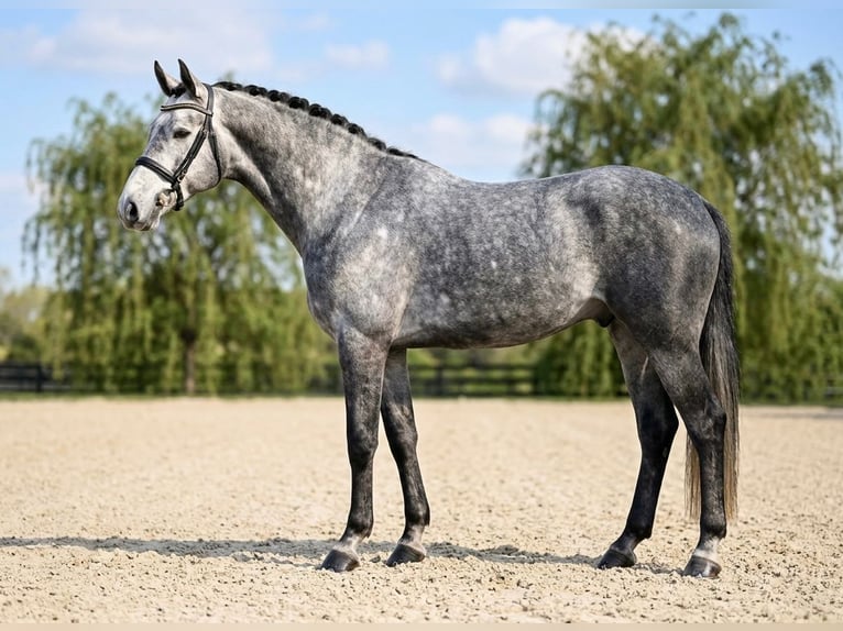 Zangersheide Ruin 5 Jaar 168 cm Schimmel in Weppersdorf