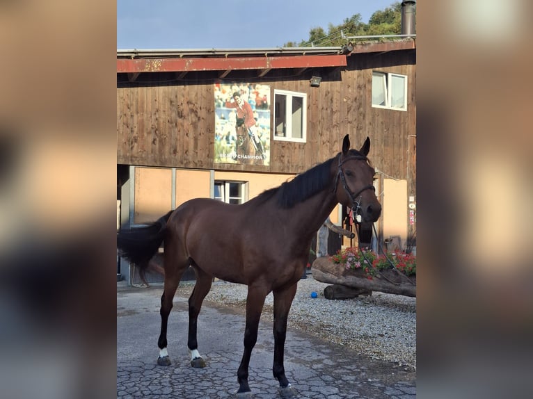 Zangersheide Ruin 5 Jaar 168 cm  in Glovelier