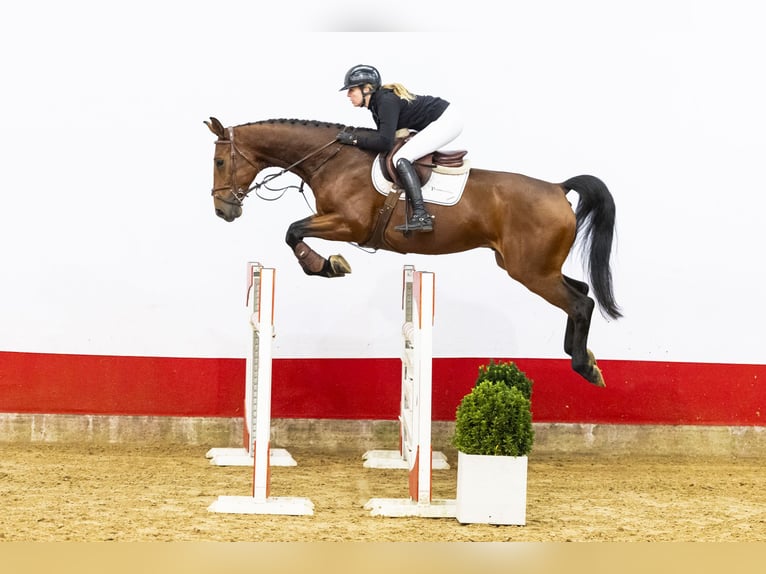 Zangersheide Ruin 5 Jaar 169 cm Bruin in Waddinxveen