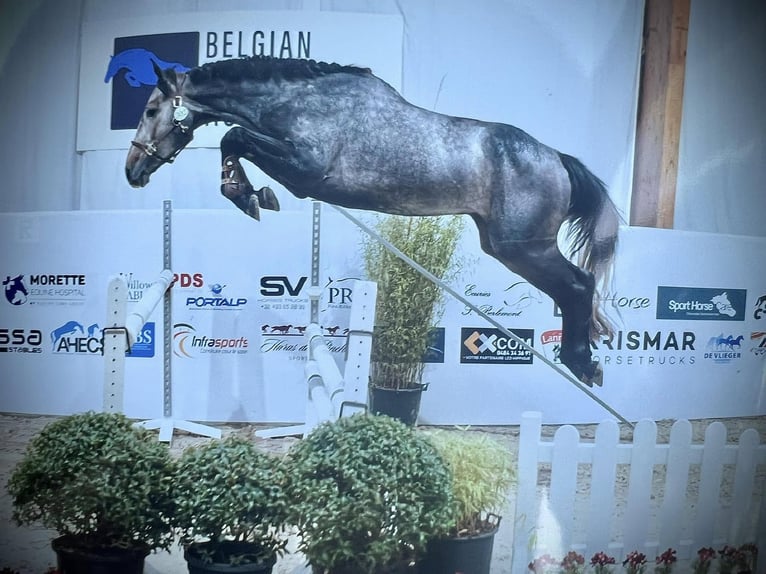 Zangersheide Ruin 5 Jaar 169 cm Schimmel in GROTE-BROGEL