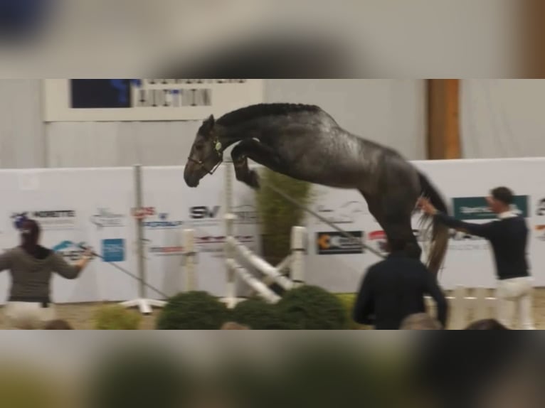 Zangersheide Ruin 5 Jaar 169 cm Schimmel in GROTE-BROGEL