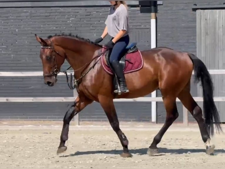 Zangersheide Ruin 5 Jaar 170 cm Bruin in Kaldenkirchen