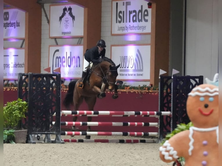 Zangersheide Ruin 5 Jaar 170 cm Bruin in Neuss