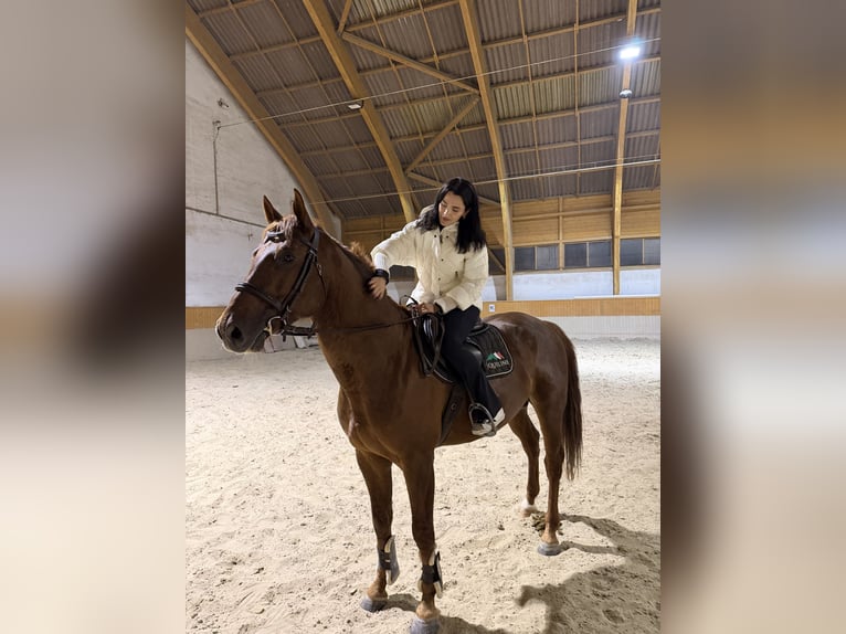 Zangersheide Ruin 5 Jaar 170 cm Donkere-vos in SattelSattel