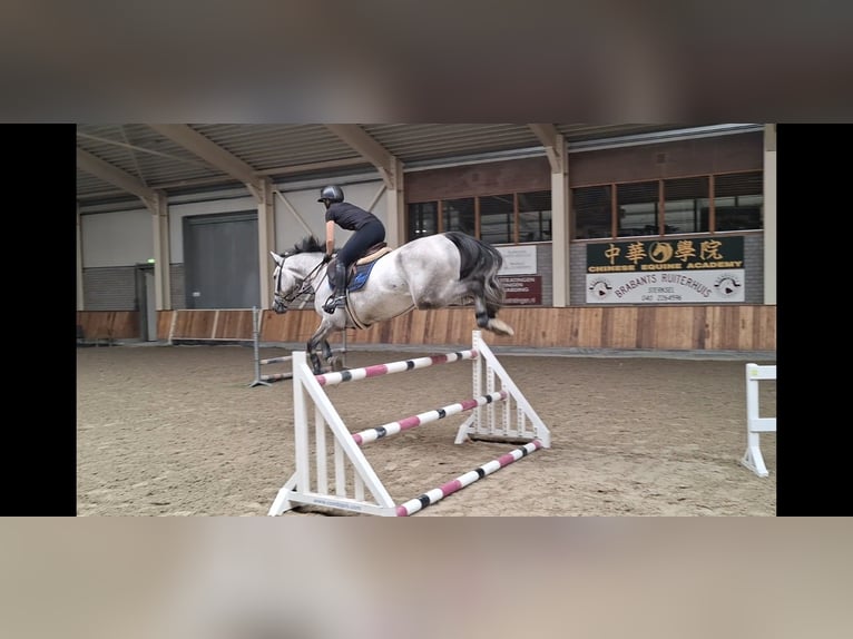 Zangersheide Ruin 5 Jaar 170 cm Schimmel in Asten