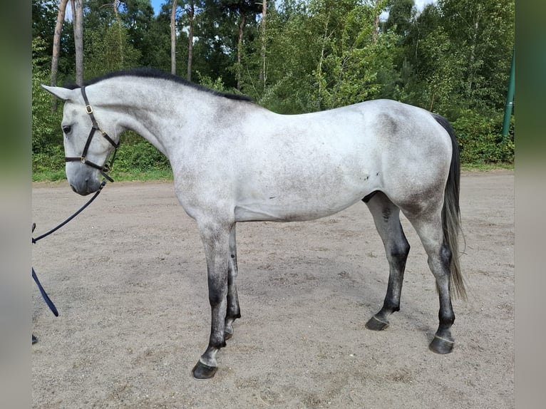 Zangersheide Ruin 5 Jaar 170 cm Schimmel in Asten