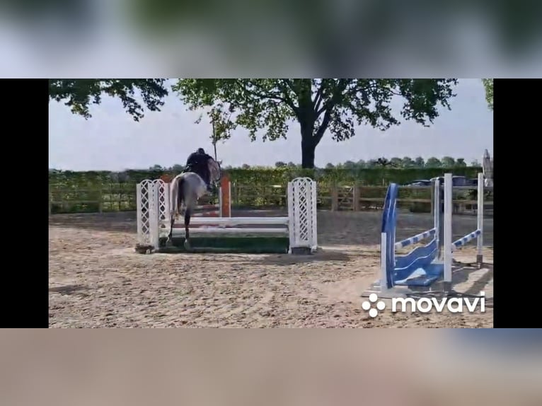 Zangersheide Ruin 5 Jaar 170 cm Schimmel in Asten