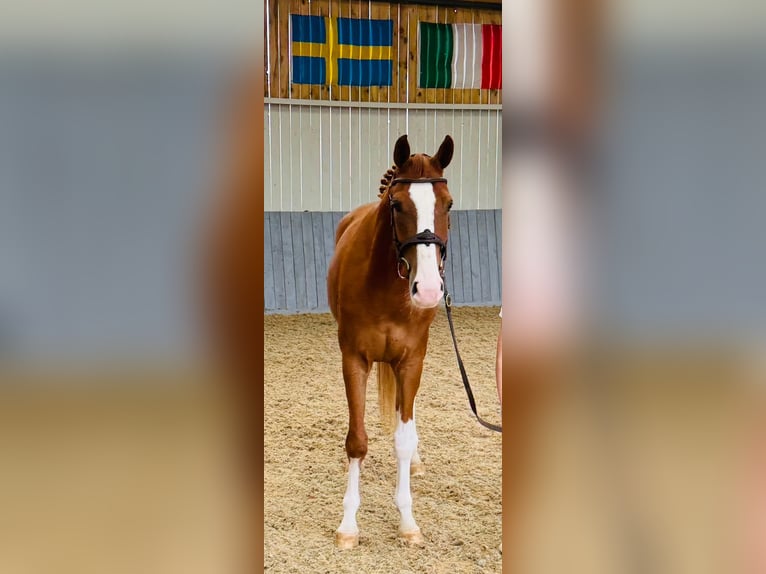 Zangersheide Ruin 5 Jaar 170 cm Vos in GROTE-BROGEL