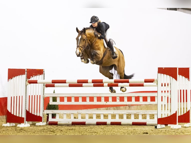 Zangersheide Ruin 5 Jaar 171 cm Bruin in Waddinxveen