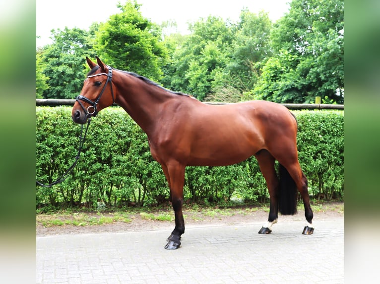 Zangersheide Ruin 5 Jaar 172 cm Bruin in Tarmstedt