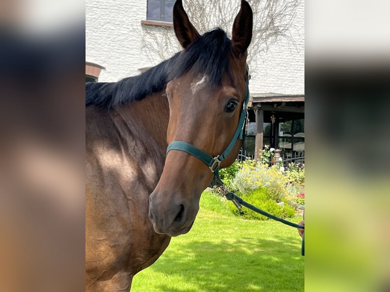 Zangersheide Ruin 5 Jaar 172 cm Donkerbruin in Kevelaer